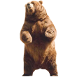bear.png