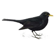 blackbird.png
