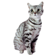 cat.png