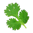 coriander.png