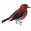 crossbill.png