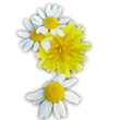 daisies.png