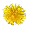 dandelion.png