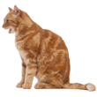 ginger_cat.png
