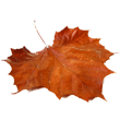leaf.png