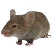 mouse.png