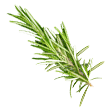 rosemary.png